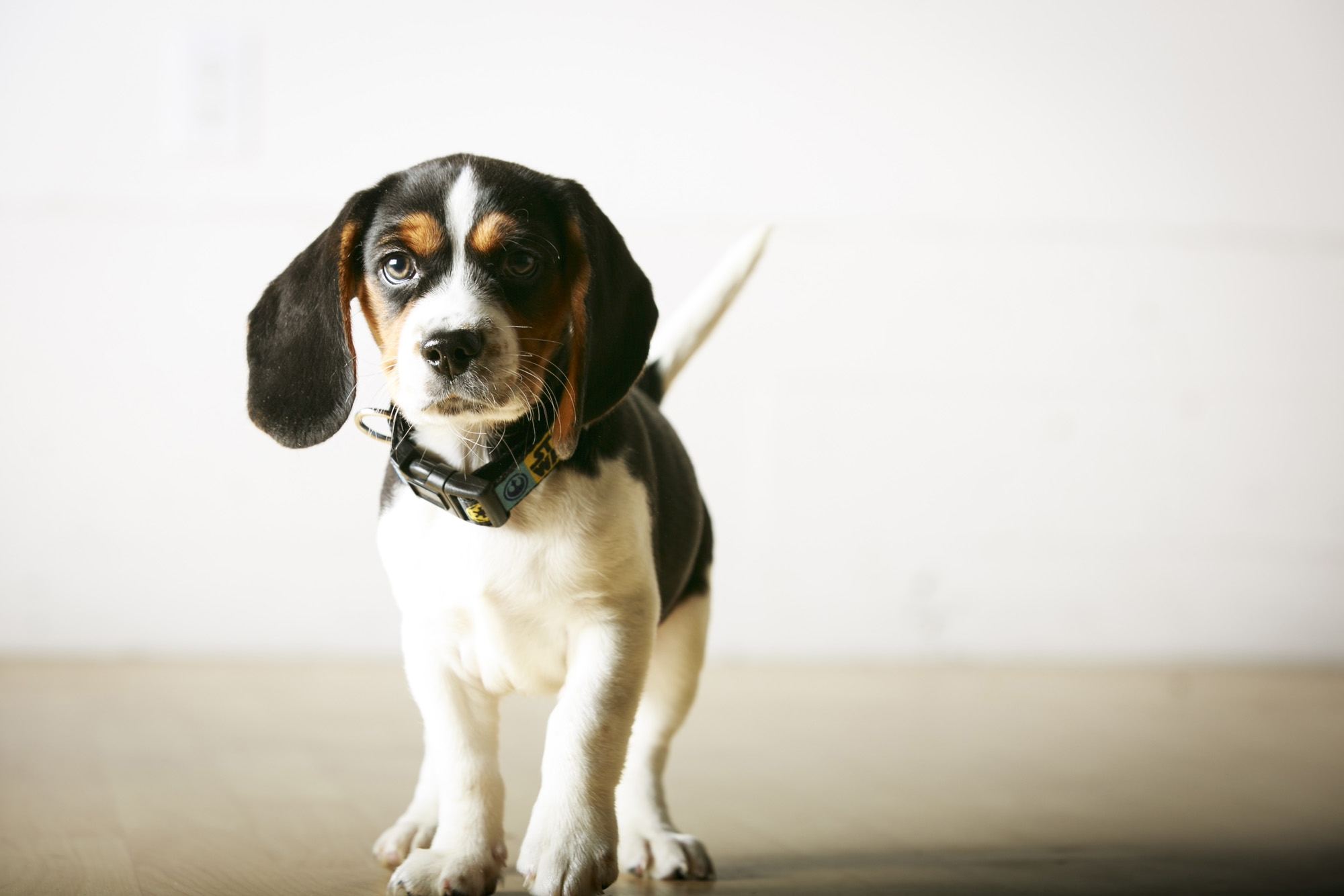 Puppy Portraits! Squeegee the baby Beagle and his human