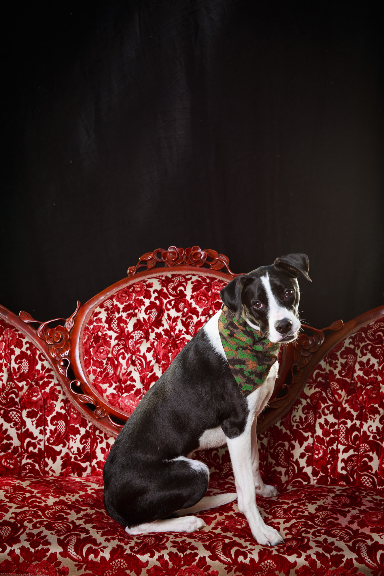 Sacramento SPCA Doggie Dash 2015